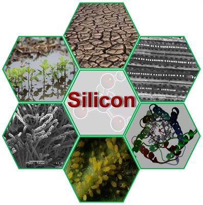 Silicon